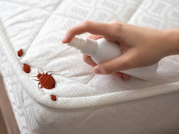 Wasp Removal Services in Columbine Valley, CO