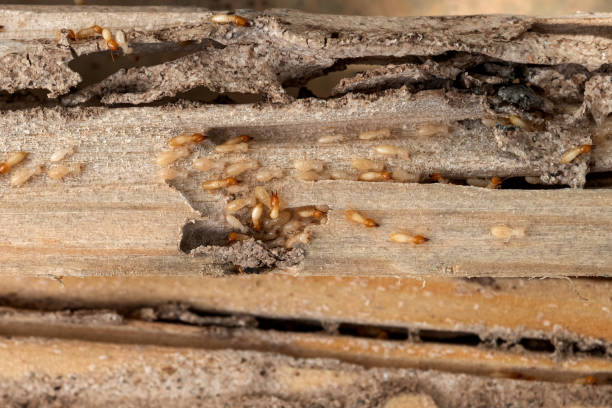 Best Pest Prevention Services  in Lumbine Valley, CO