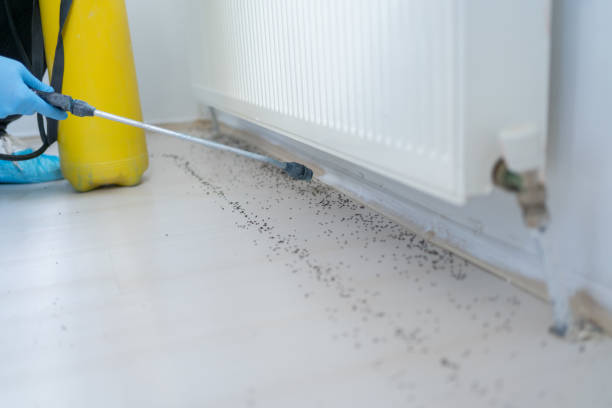 Best Flea Control Services  in Lumbine Valley, CO